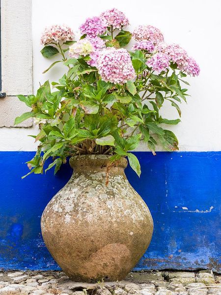 Eggers, Julie 아티스트의 Portugal-Obidos-Pink hydrangea in an old pottery against a white and blue wall on the streets of Ob작품입니다.